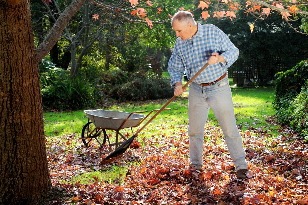 Fall Cleanup